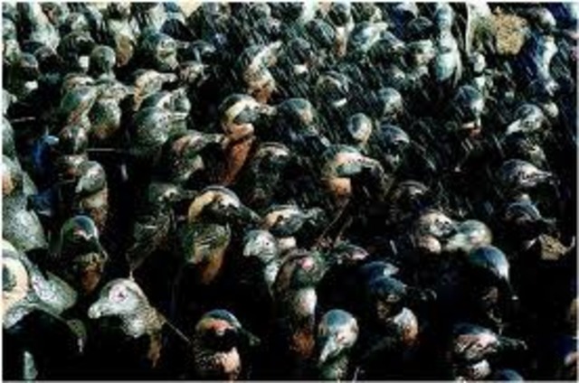 Exxon Valdez Oil Spill