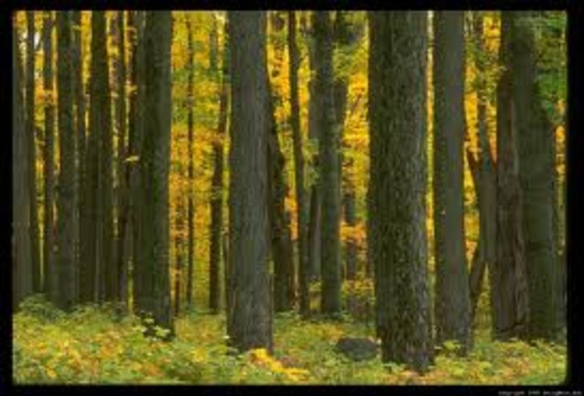 Pennsylvania colony governor William Penn ordered colonists to conserve one tree for every five cut down.