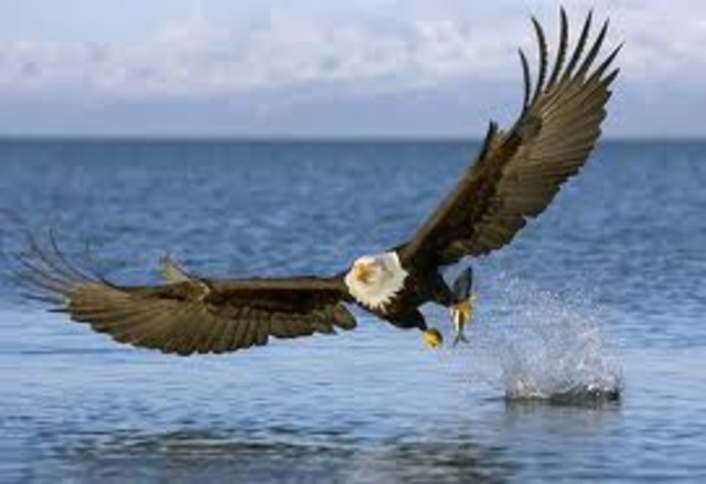 Bald Eagle Preservation Act