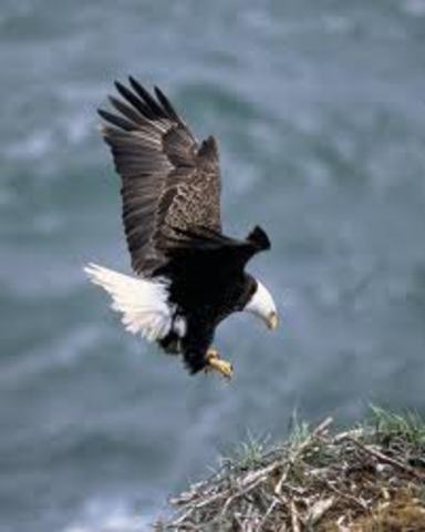 Bald Eagle Preservation Act