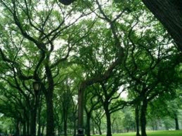 1 Tree For Every 5 Down