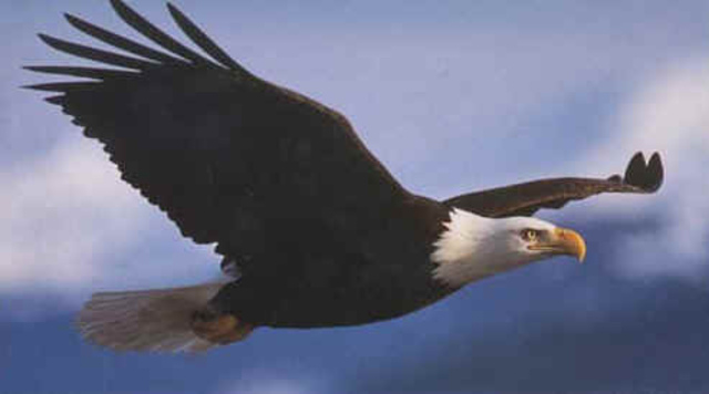 Bald Eagle Preservation
