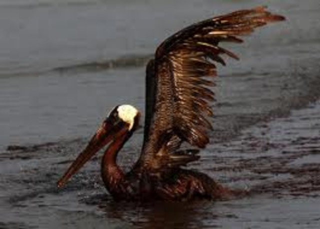 Exxon Valdes Oil spill