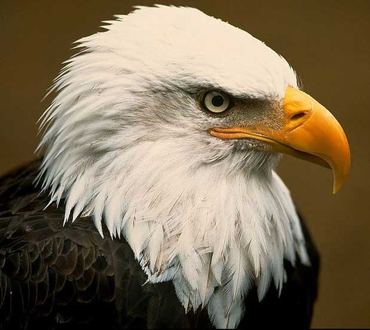 Bald Eagle Preservation Act