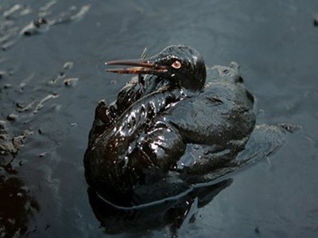 San Francisco oil spill