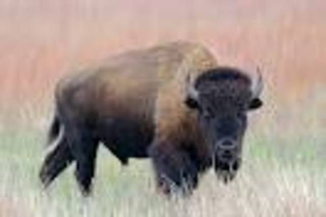Bison: Are they Safe?