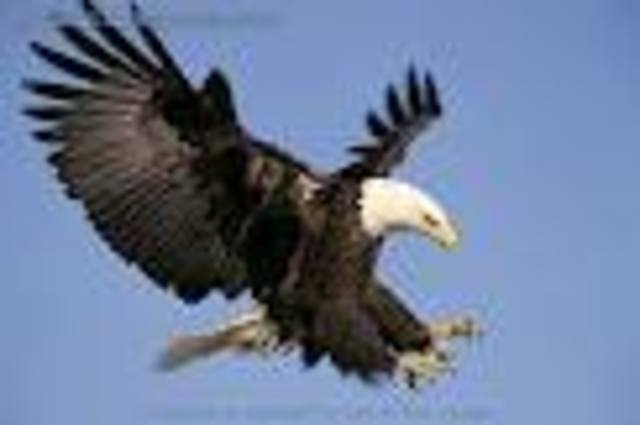 Save the Bald Eagle!
