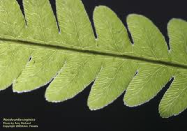 (3 BYA) Photosynthesis