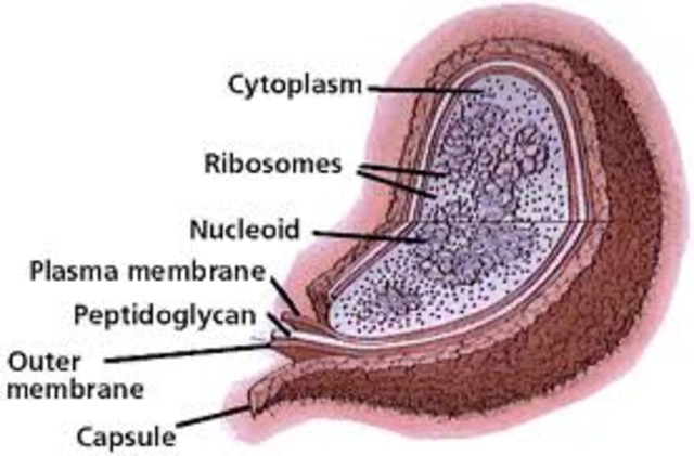 (1.5 BYA) Endosymbiosis