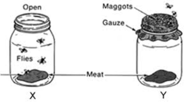(1600-1700) Redi and microscopes
