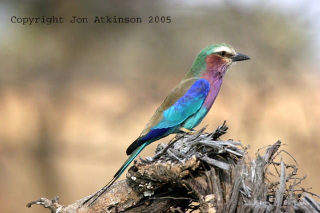 The Lacey Act prohibited the transport of illegally obtained wildlife across state lines, and outlawed hunting in Yellowstone National Park.