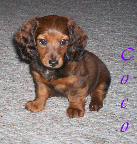 We got my dog, Coco!