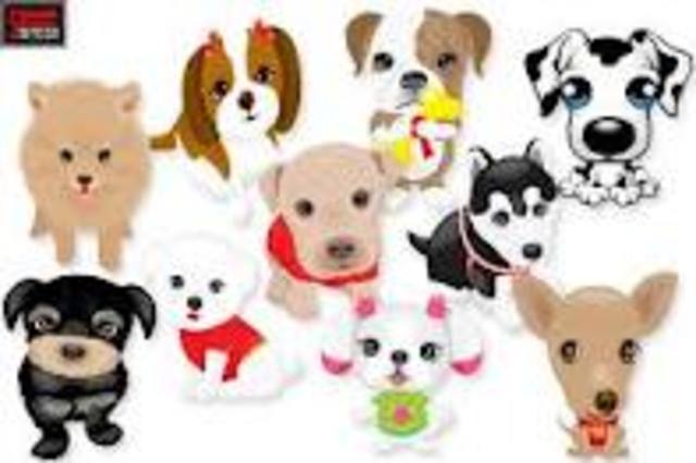 Fundacion para perros y gatos.