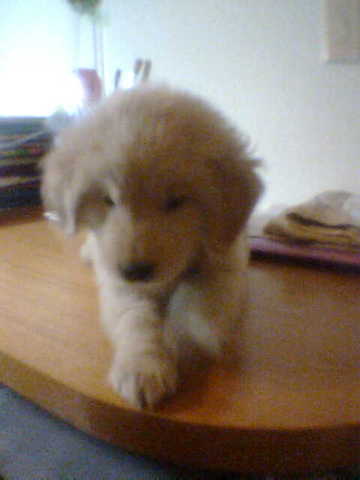 Llego Mi Ultima Mascota a la Familia