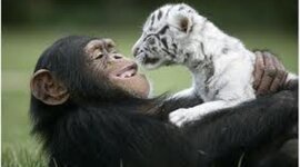 Timeline: Reading for 2012 term 2