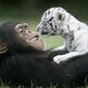 Chimp and tiger