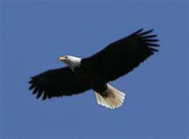 Bald Eagle Preservation Act