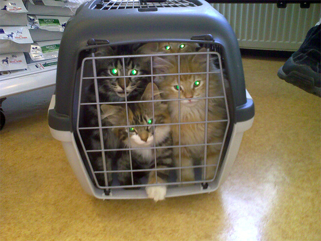 Tweede enting en chip