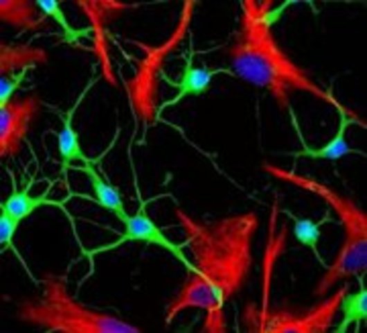 Henireatta Lacks Foundation