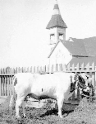 Manoah Steves' Cattle