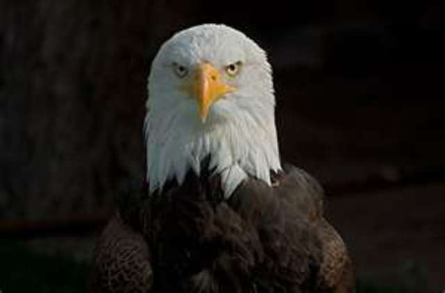Bald Eagle Preservation Act