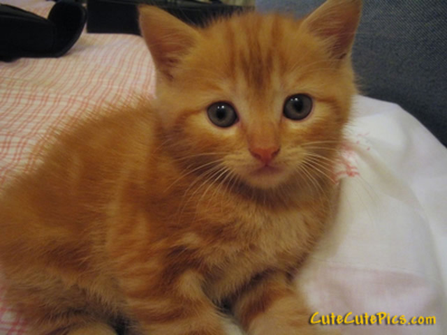 For my 5th birthday I got my first kitty, I named her Pumpkin