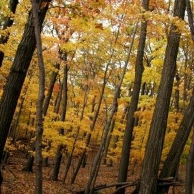 Timeline: American Literary Movements