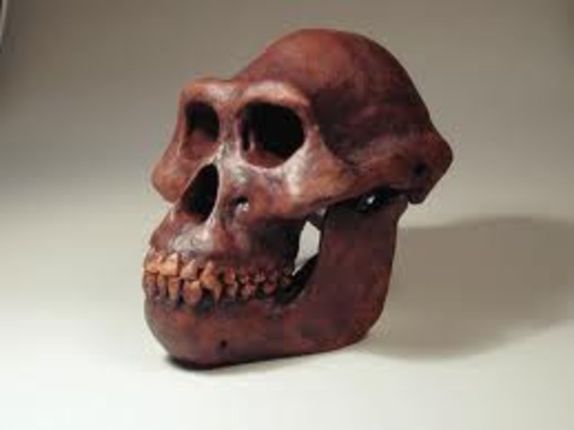 Australopithecus Afarensis or "Lucy" (1974)