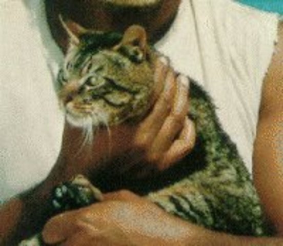 Stew cat is considered an evil spirit, and is sent away on the raft.