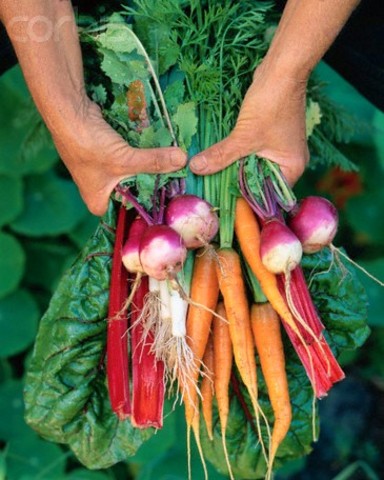 Donate Food or Money