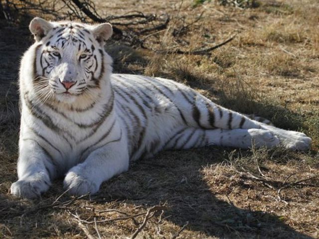 I'll have a pet tiger