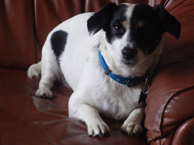 Christmas with Manchitas!!!! Jey