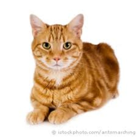 Cuando yo tenía quince años, y cuidaba al gato, lavaba mi coche y me quedaba en Mississppi con mis amigos.