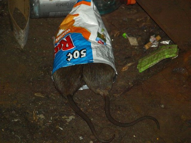 Second Winner of Rate My Rat Contest