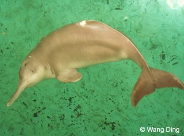 The Baiji, or Chinese River Dolphin, announced as extinct.
