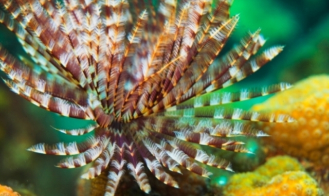 Representative Government Association!