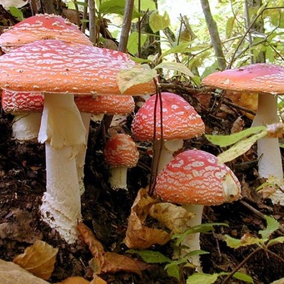 Timeline: Reinos de la naturaleza