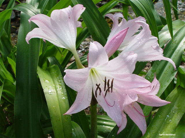 Sem 4: Reino Plantae