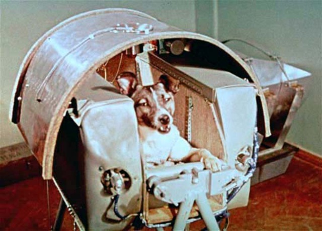 Laika launched into space