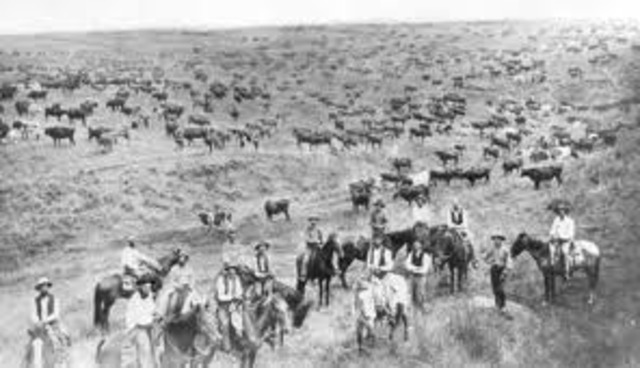 Cattle Migration From Texas to Railroad.