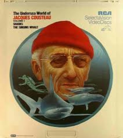 the first dive with sharks