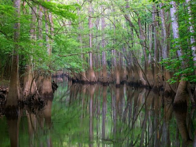 Congaree