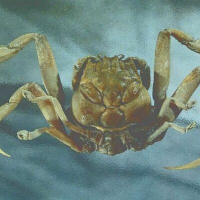 Timeline: Draft History of Ideas