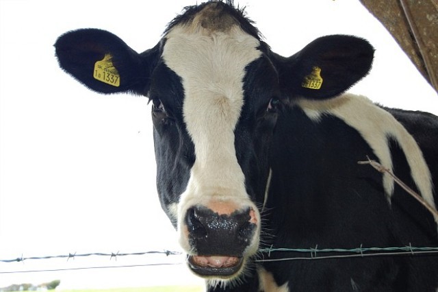 Paul D learns his price