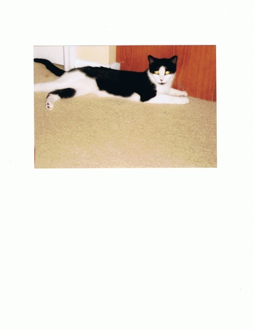 The family rescued a cat. Zach's first pet, Bella.