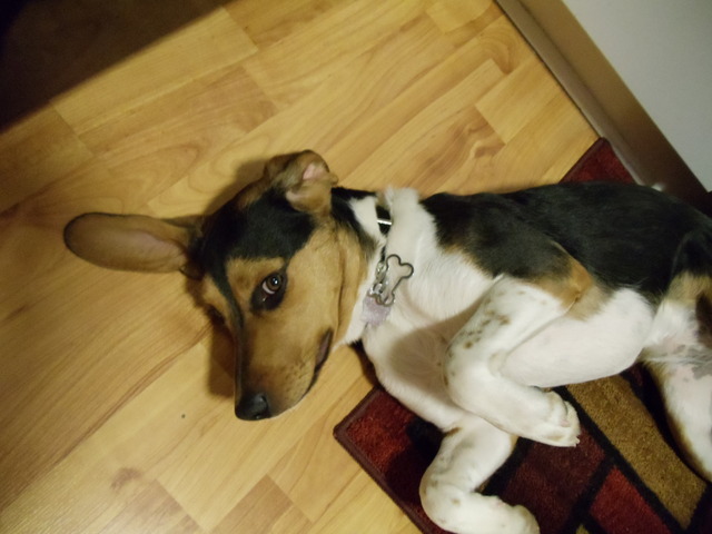 Adulthood Psychosocial