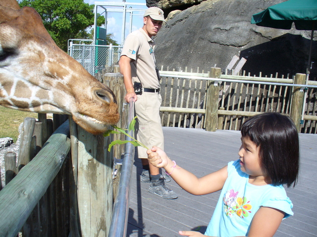 What I did on the summer