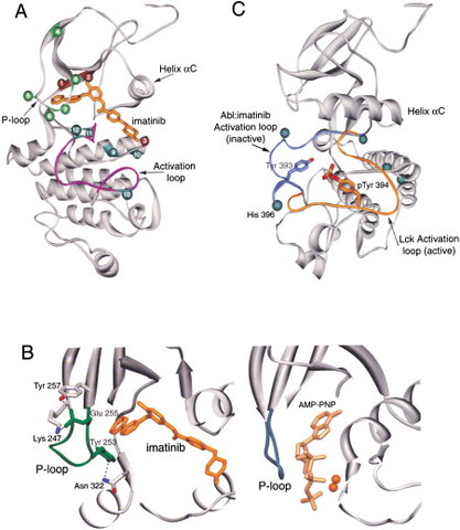 BCR-ABL kinase domain mutations confer resistance to imatinib