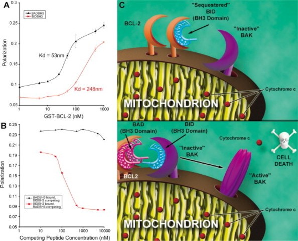 Distinct BH3 domains promote apoptosis by different mechanisms