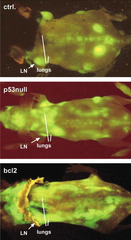 Dissecting p53 tumor suppressor functions in vivo